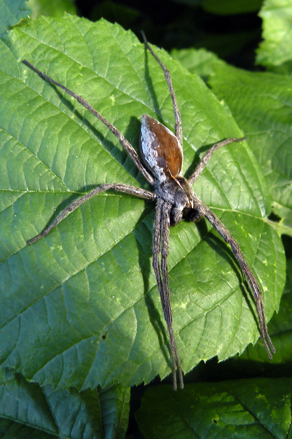 Direi Lycosidae, ma...:  Pisaura sp.